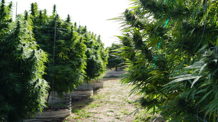 Cannabis Marijuana Garden