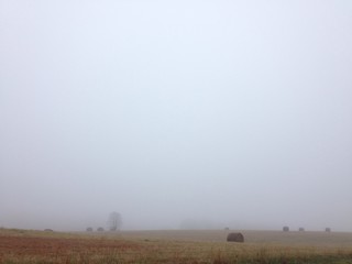 Naklejka premium Field in fog