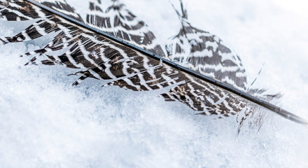 Close up of feather lying on the snow.