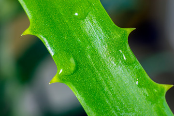 closeup of green aloe leaf with water drops