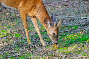 Fawn deerr eating carrot in the park.