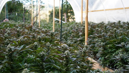 Greenhouse Hoophouse Cannabis Marijuana