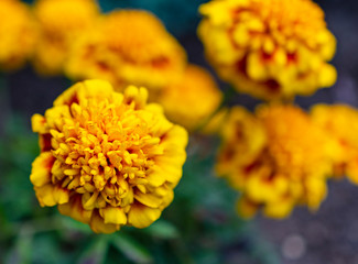 Close up of yellow and orange marigold flowers growing in the garden. 