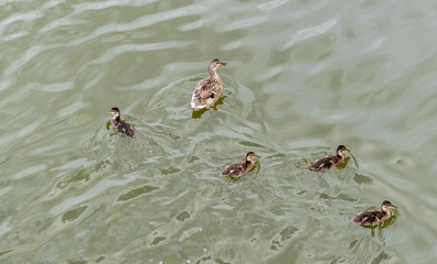 Top view of ducks family swimming in water outdoors.