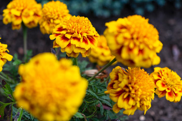 Close up of yellow and orange marigold flowers growing in the garden. 