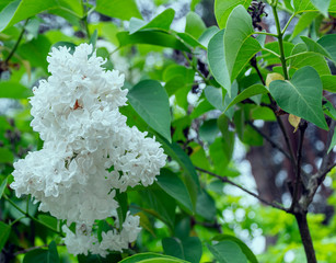White lilac flower branch blooming in the garden