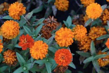 Marigolds (Tagetes erecta, Mexican marigold, Aztec marigold, African marigold)