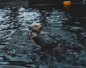 Sea Otter Inside Lake Water
