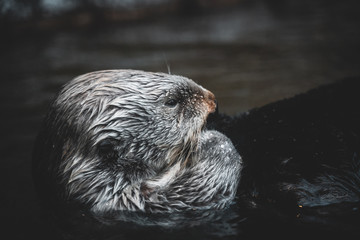 Sea Otter Inside Lake Water