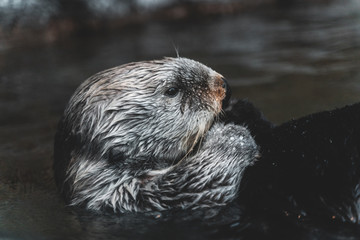 Sea Otter Inside Lake Water