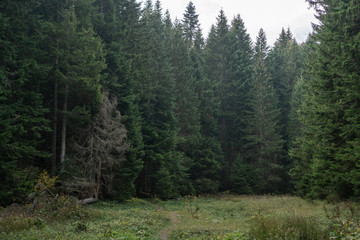 Green meadow surrounded by tall fir trees