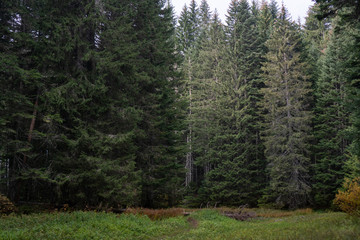 Green meadow surrounded by tall fir trees