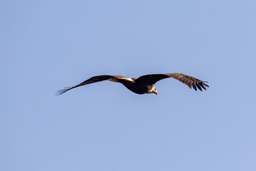 bald eagle in flight