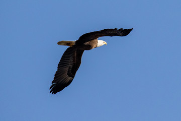 eagle in flight