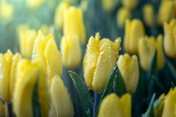 Fototapeta premium Beautiful bouquet of tulips. colorful tulips. nature background