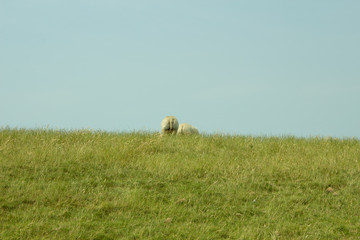 Sheep from behind on green grass dike