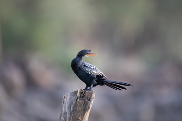 African cormorant on a trunk