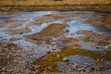 Mossy rockbed of a marsh
