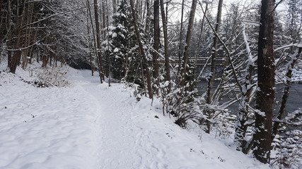 road in winter forest
