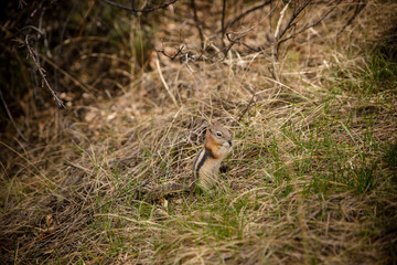 Chipmunk eating in the grass
