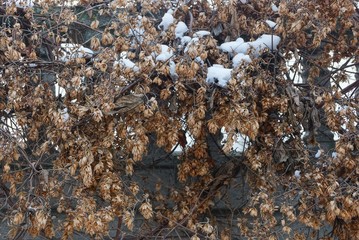 natural plant texture of dry brown hops plants under white snow on the wall