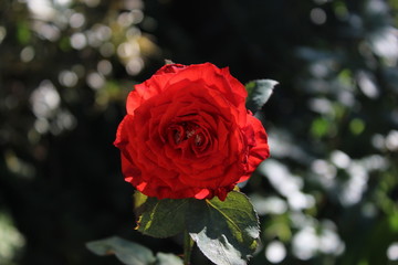 rosa de amor 