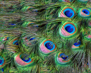 Background of Peacock Feathers WFT