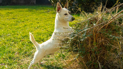 curioso jack russell bianco salta su cespuglio