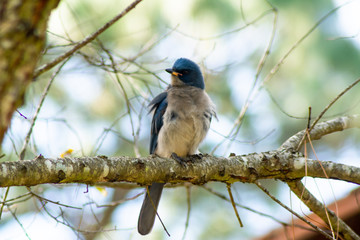 Chara Transvolcánica
