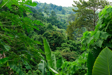 Tropical forest, trees in sunlight and rain