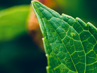 green leaf
