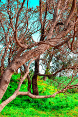old oak tree