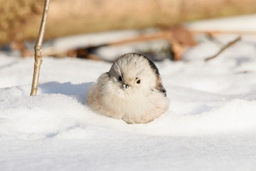 Long-tailed tit aegithalos caudatus sitting on snow in winter. Cute funny little bird in wildlife.