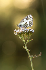 mariposa