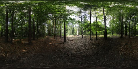 Forest in the Summer HDRI Panorama