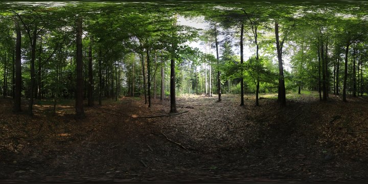 Forest in the Summer HDRI Panorama