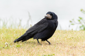 Rook corvus frugilegus bird with black plumage on ground