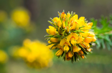 Rigid Bush Pea flowers, Muogamarra Nature Reserve Australia	