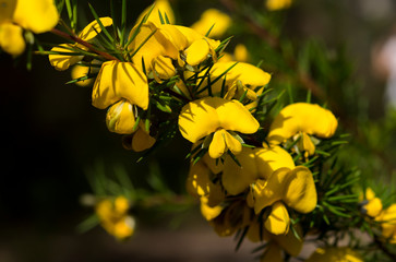 Fototapeta premium Rigid Bush Pea flowers, Muogamarra Nature Reserve Australia 