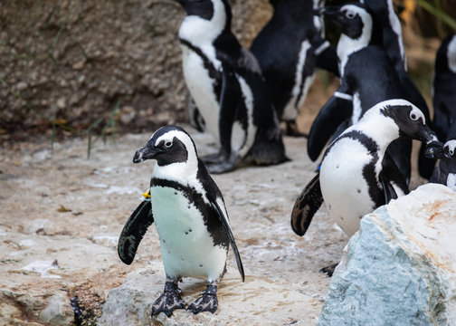 Pinguini a spasso nello Zoo di Pistoia