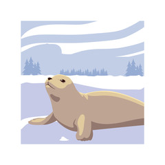 seal at the north pole, arctic landscape