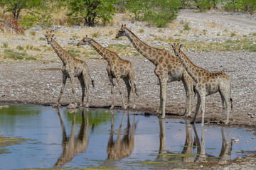 Giraffen  (Giraffa) im Etosha National Park
