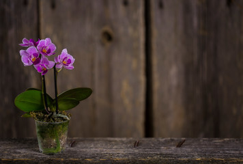 Small purple Phalenopsis on the rustic wooden table