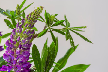 one violet lupin on white background