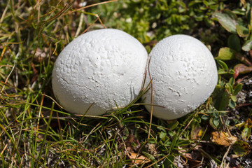 Mountain mushrooms. Bovista nigrescens (brown puffball). Alpine grassland. Photo taken at an altitude of 2900 meters.