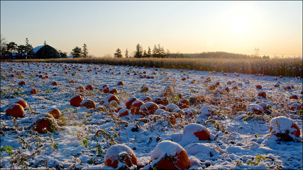 pumpkins in a pumpkin field with snow covered