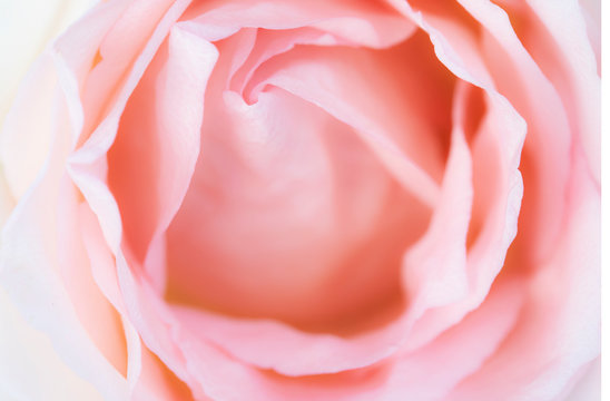 close up pink rose flower soft focus and copy space.