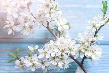 Cherry blossoms on a blue wooden background.. The beginning of spring.