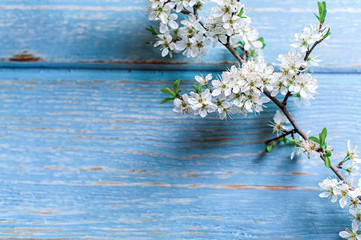 Cherry blossoms on a blue wooden background. The beginning of spring.