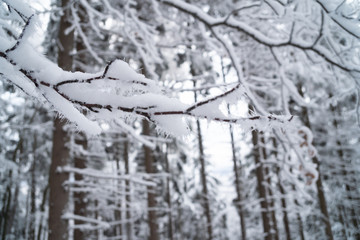 Borowa Gora view point trial during winter time. Frosty structure, glazed, icy branches. Walbrzych, Lower Silesia, Poland